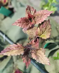 Curcuma ES колеус
