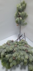 Еловая ветка припорошенная с шишками, евро, 47 см, 1 шт.