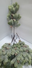 Еловая ветка припорошенная с шишками, евро, 47 см, 1 шт.