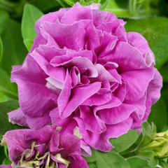 32209 Петуния SURFINIA DOUBLE LILAC (ОСЕНЬ 2025)