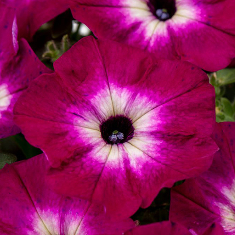 32379 Петуния CRAZYTUNIA MAGENTA STORM (ОСЕНЬ 2025)