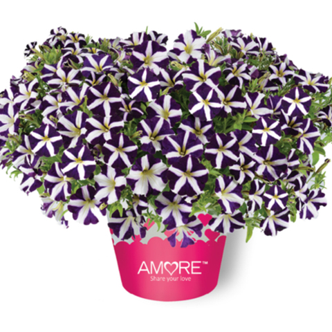 32326 Петуния AMORE Purple (Весна 2026)