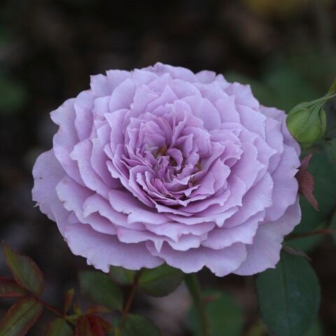 Лавендер Кристал (Lavender Crystal)