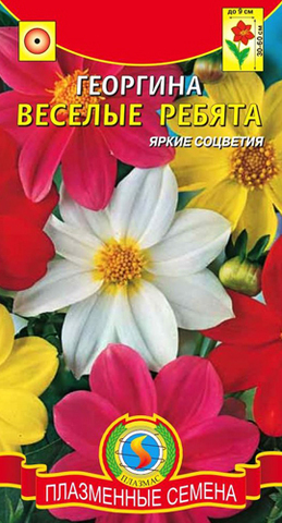 Семена Георгина Веселые ребята, Одн