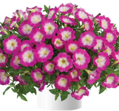 32234 Петуния CASCADIAS Fantasy Hot Pink Imp. (Весна 2026)