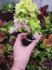 Ш 12 Зефирка Тай колеус