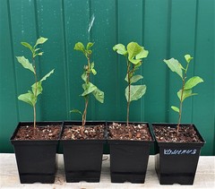 Teofrast Камелия китайская camellia sinensis