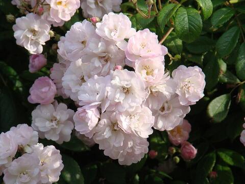 Гирлянд Роз(Guirlande Rose)
