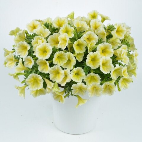 32211 Петуния RAY SUNSHINE IMP. (ОСЕНЬ 2025)