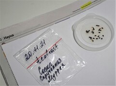 Teofrast Сосна скрученная Муррея pinus contorta murrayana