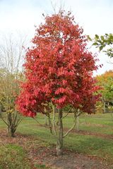 Парротия персидская Ванесса Parrotia persica Vanessa