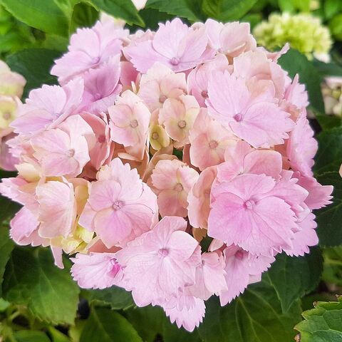 3х летняя Гортензия (горшок 10 литров) крупнолистовая ПИНК СЕНСЕЙШЕН (Hydrangea macrophylla 