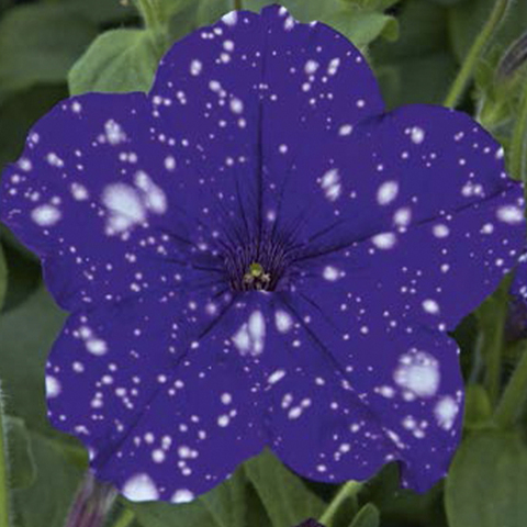 32336 Петуния STARTUNIA BLUE (ОСЕНЬ 2025)
