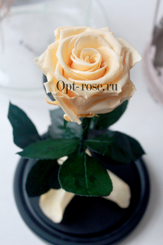 Роза в колбе премиум вип кремовая (шампань)