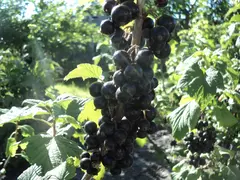 Саженцы смородины черной Рита