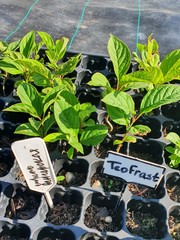 Teofrast Сирень венгерская Syringa josikaea