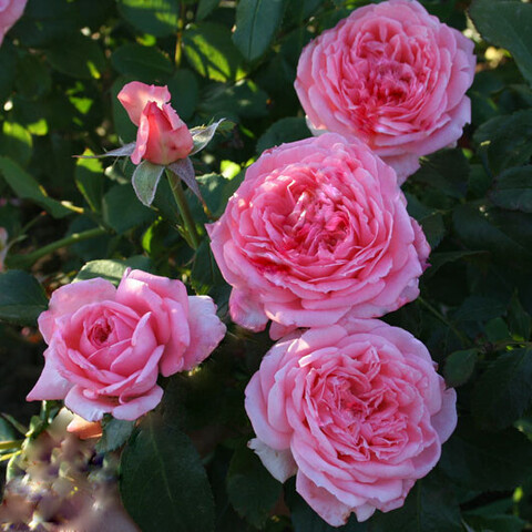 Ля роз дэ Молинар (La Rose de Molinard)