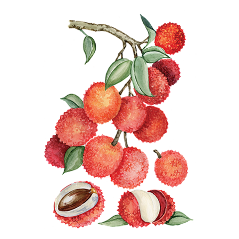 Сироп Личи ProffSyrup