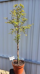 Teofrast Метасеквойя metasequoia
