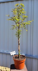 Teofrast Метасеквойя metasequoia