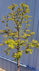 Teofrast Метасеквойя metasequoia