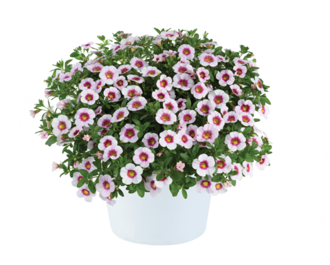 19100 Калибрахоа EYECONIC Cherry Blossom Imp. (Весна 2026)