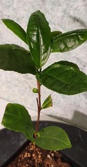 Teofrast Камелия китайская camellia sinensis