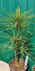 Teofrast Сосна веймутова Pinus strobus Densa Hill