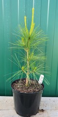 Teofrast Сосна веймутова Pinus strobus Densa Hill