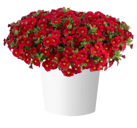 19229 Калибрахоа LIA CHILI PEPPER (ОСЕНЬ 2025)