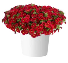 19229 Калибрахоа LIA CHILI PEPPER (ОСЕНЬ 2025)