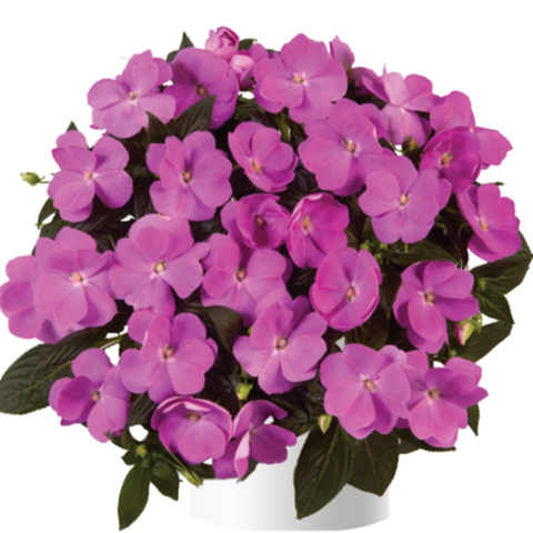 1136 Бальзамин НГ HARMONY Dark Lavender (Весна 2026)