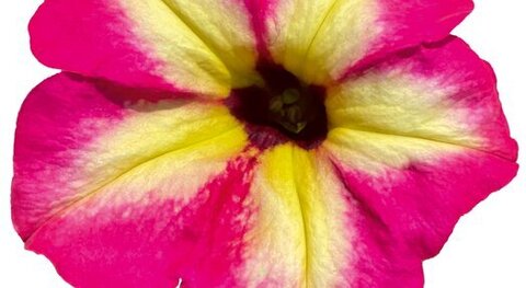 32476 Петуния ALPETUNIA MAGENTA YELLOW STAR (ОСЕНЬ 2025)
