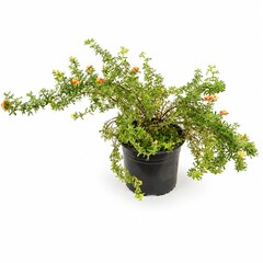 Лапчатка кустарниковая
