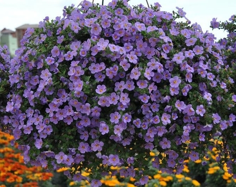 1007 Бакопа GULLIVER VIOLET (ОСЕНЬ 2025)