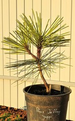 Teofrast Сосна Джеффри Pinus jeffreyi Joppi