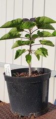 Катальпа пурпурная Catalpa purpurea