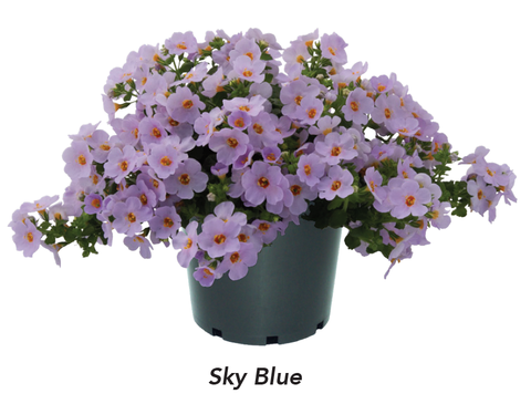 1009 Бакопа MegaCopa Sky Blue (Весна 2026)