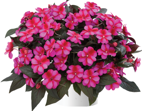1146 Бальзамин НГ HARMONY Fuchsia Cream (Весна 2026)