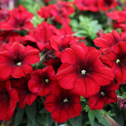 32115 Петуния CRAZYTUNIA RED BLUES (ОСЕНЬ 2025)