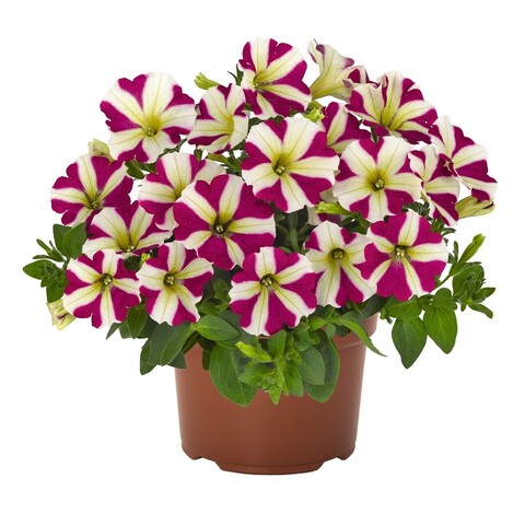 32152 Петуния POTUNIA PICCOLA MAGENTA STAR (ОСЕНЬ 2025)
