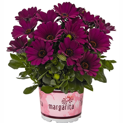2765 Остеоспермум MARGARITA PURPLE (ОСЕНЬ 2025)