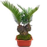 Саговник поникающий Cycas revoluta в горшке