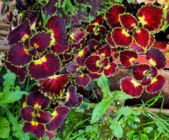 Trailing Burgundy колеус