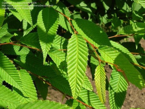 Teofrast Граб японский Carpinus japonica