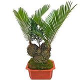 Саговник поникающий Cycas revoluta в горшке - фото 2