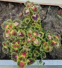Trailing Lava rose колеус