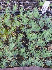 Teofrast Семена Сосна желтая Pinus ponderosa
