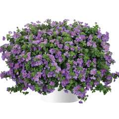 1007 Бакопа GULLIVER VIOLET (ОСЕНЬ 2025)