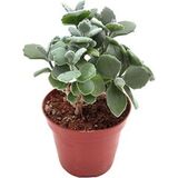 Суккулент Каланхоэ Милоти D9